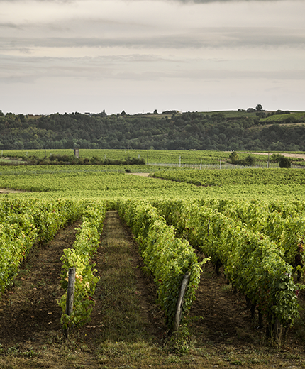 Domaine viticole en Maine-et-Loire -  Vins du Val de Loire