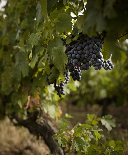 Vins du Val de Loire